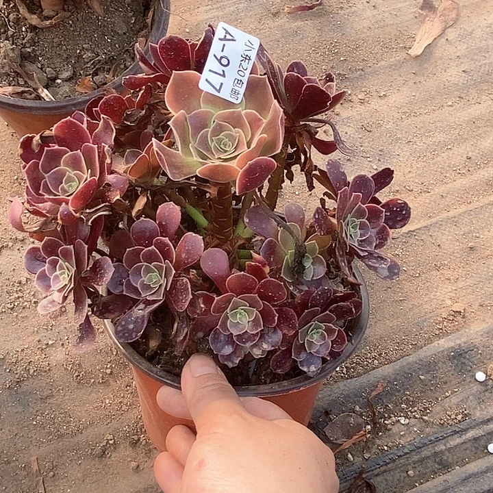917欧嘉莉多肉植物法师