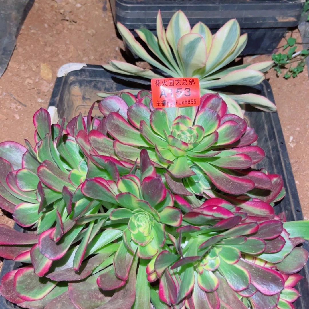 组合153多肉植物