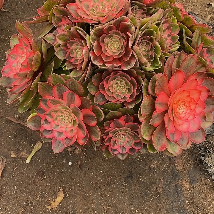 多肉植物荔枝300多肉