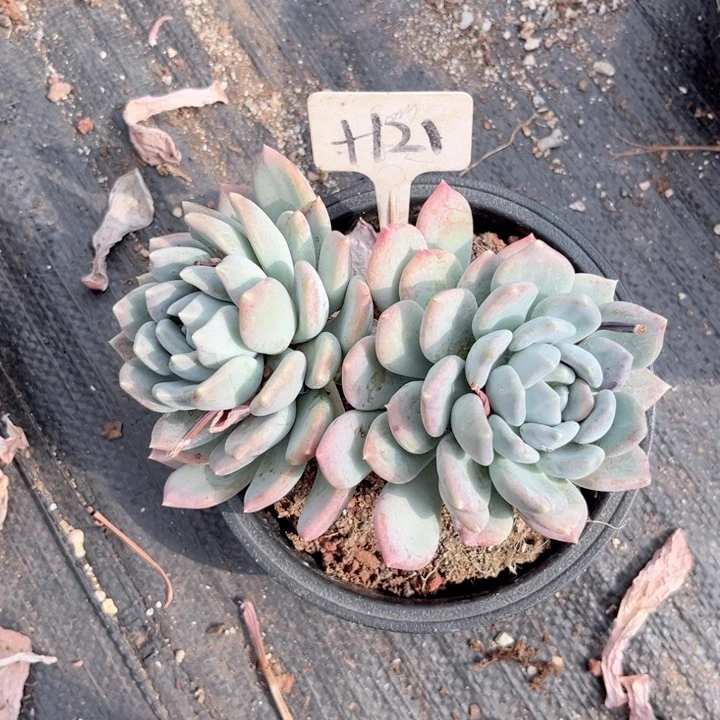 晨语多肉一物一拍+121