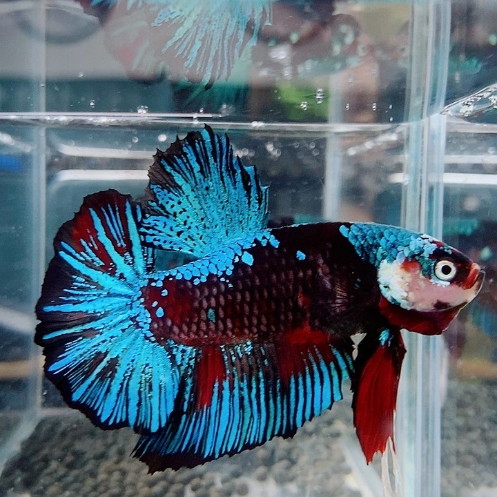 斗鱼黑246号巨斗将军