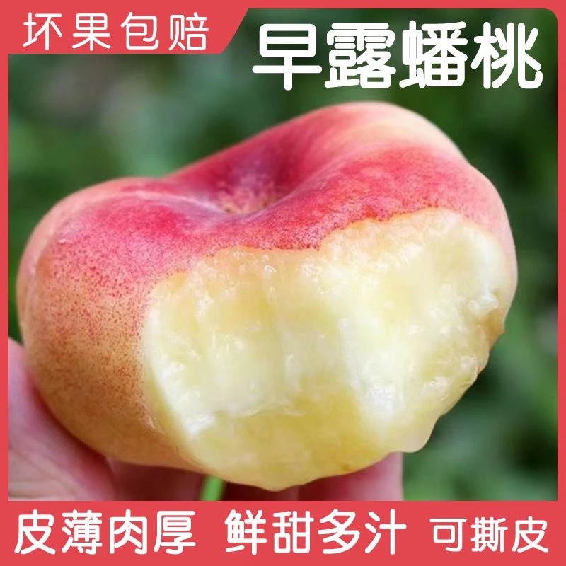 蒙阴蜜桃露天早露蟠桃王母蟠桃当季新鲜现摘纯甜爆汁