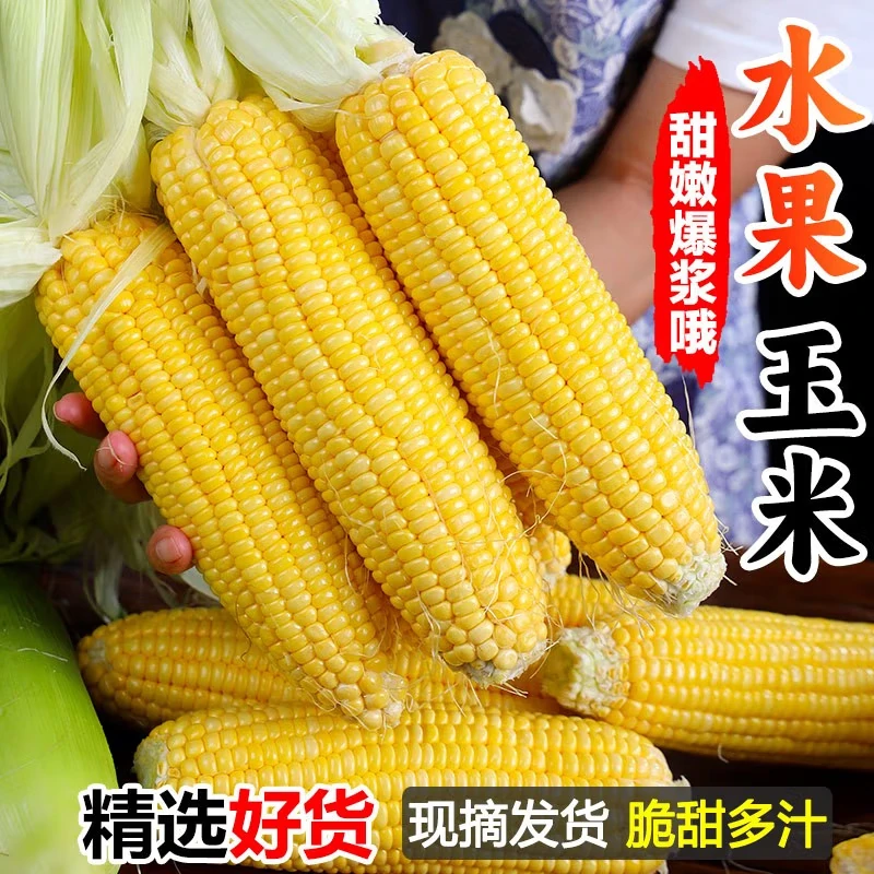 广西黄金水果玉米新鲜现摘蔬菜苞谷甜玉米棒子嫩甜爆浆整箱
