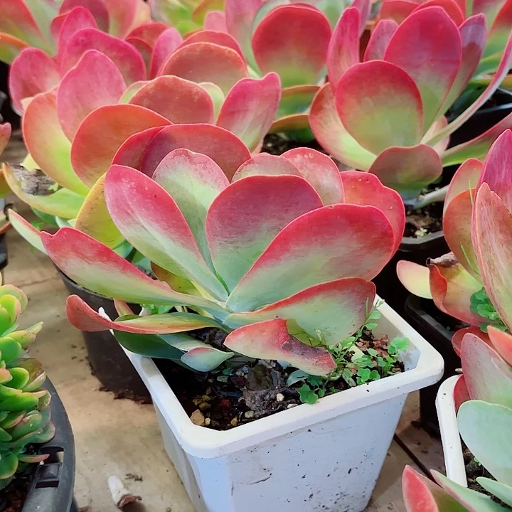 蝴蝶唐印多肉盆栽