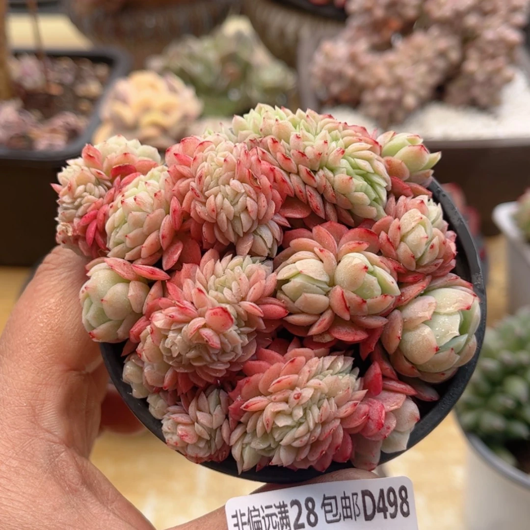 【闪购商品】498贝瑞缀