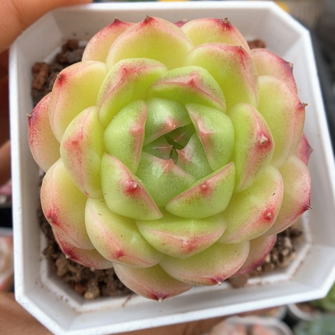 菠萝蜜麦秆可拍654号