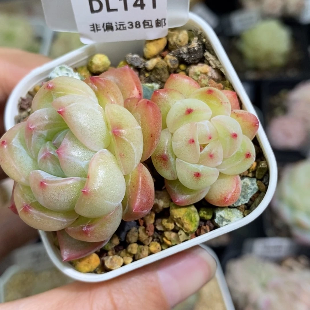 141东篱下多肉植物盆栽