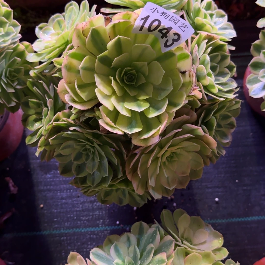 鸽***子雨荷多肉植物1043