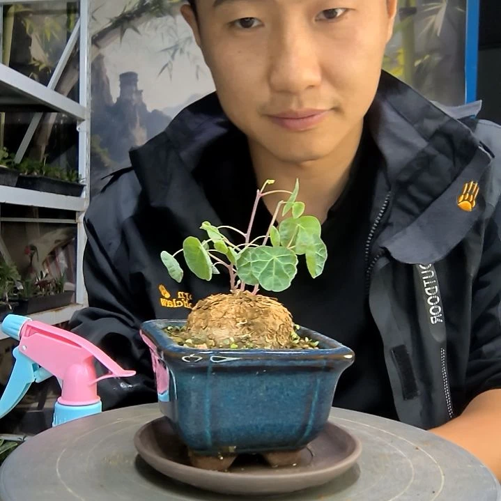 雪*兒中青园艺一物一拍201