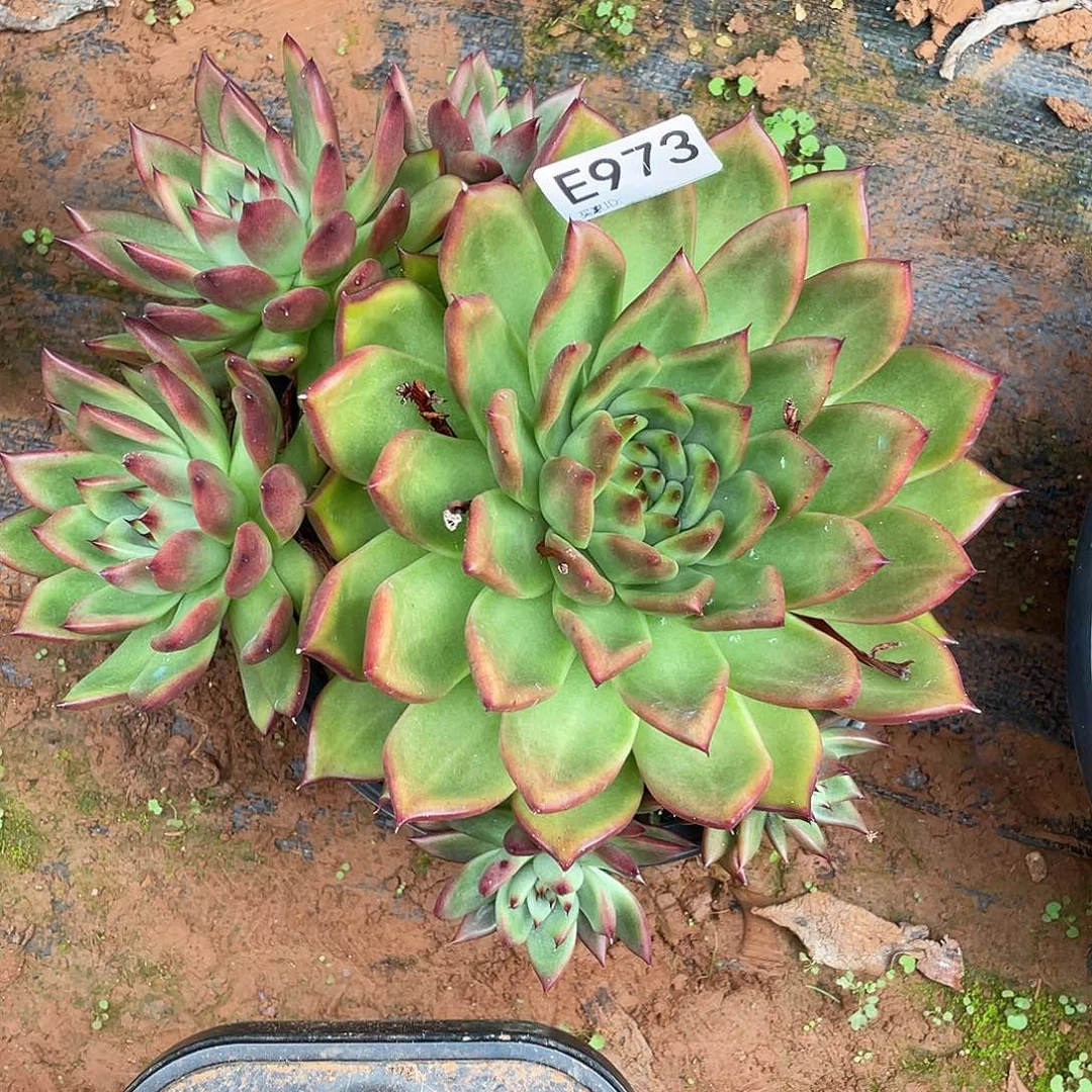 若如东云筐拍E973