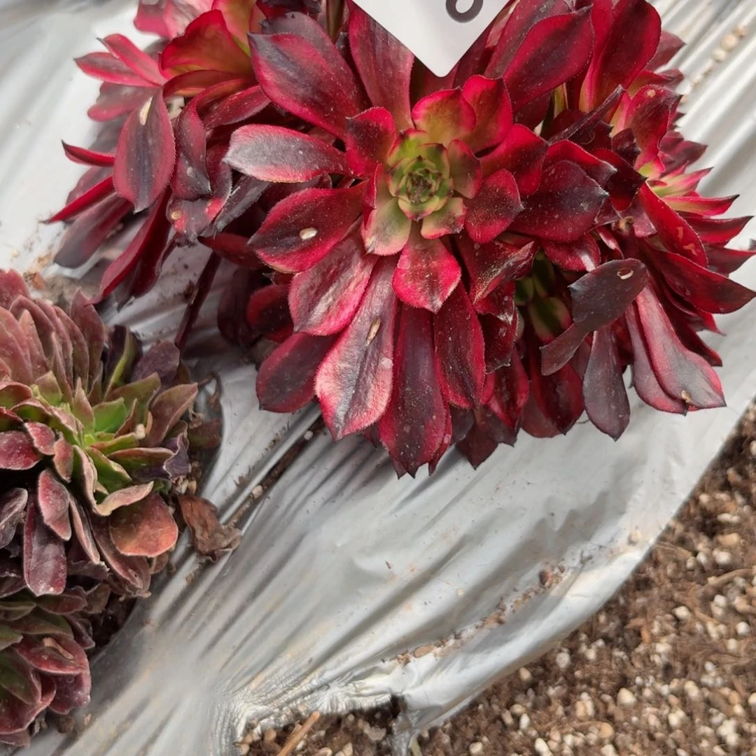 嗯8738 号多肉法师特价