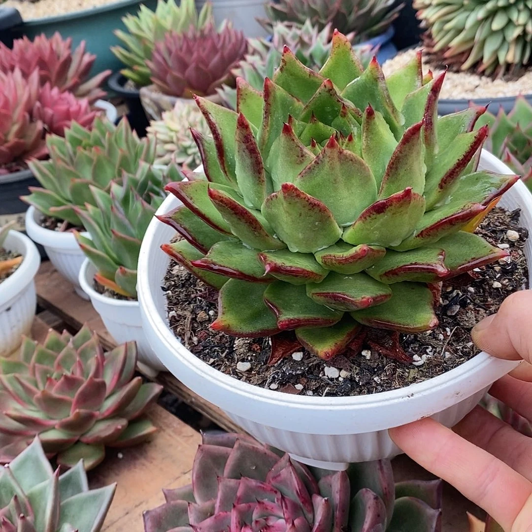 多肉植物包体原始种