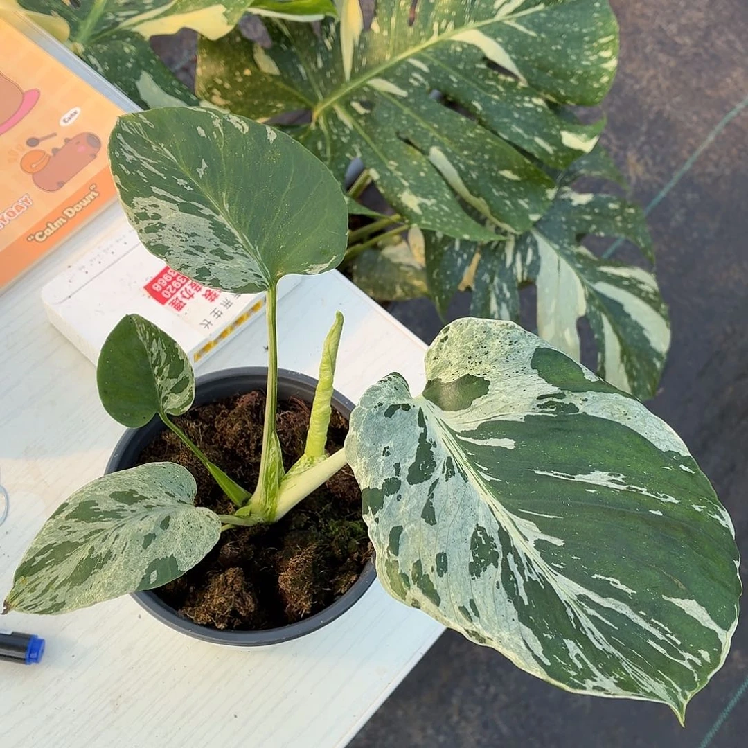 完全开放妙蛙111111