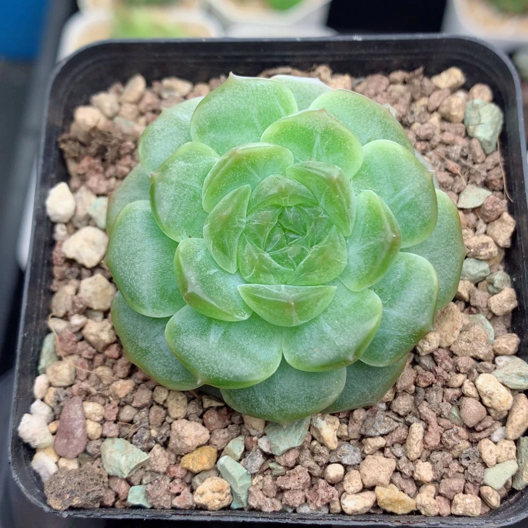 58包邮  群生不包整无尽灯58