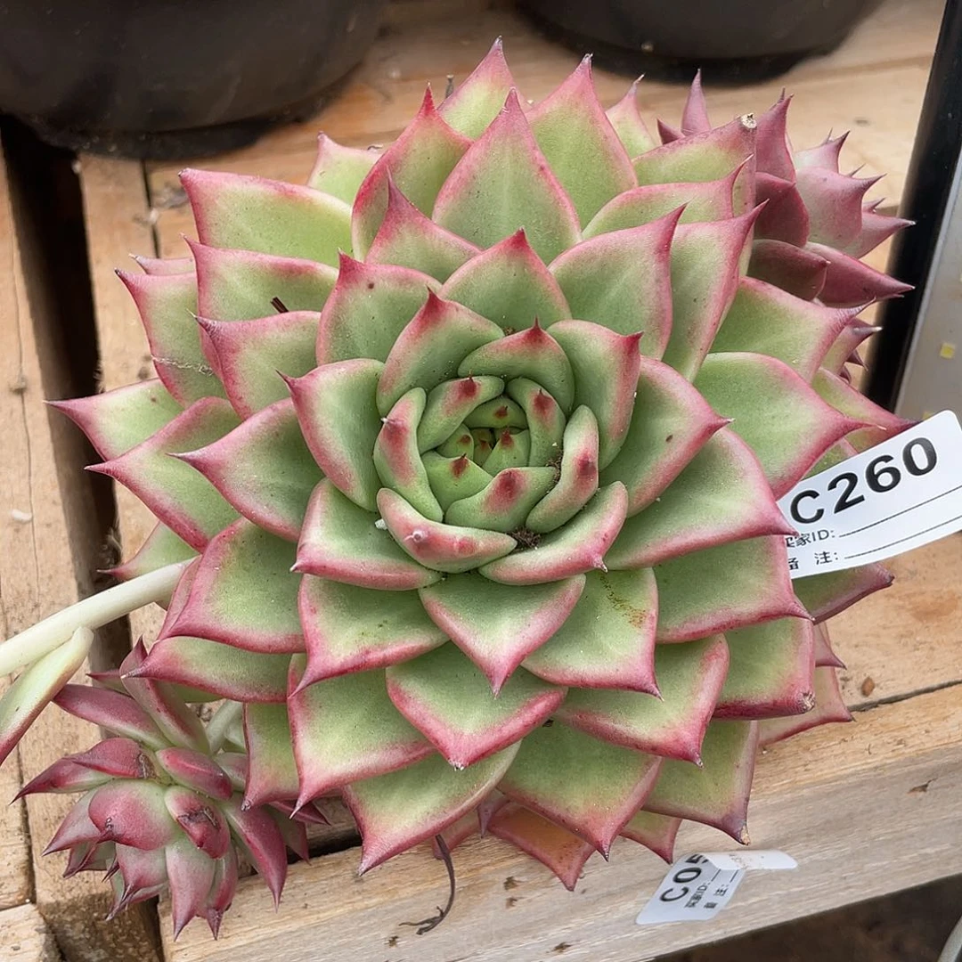 若如东云单拍C260