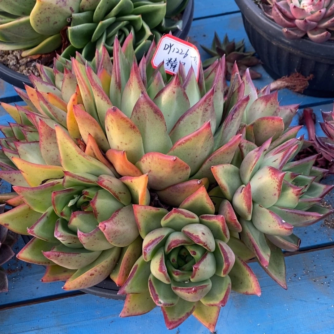 东云原始种1226-02（精灵）