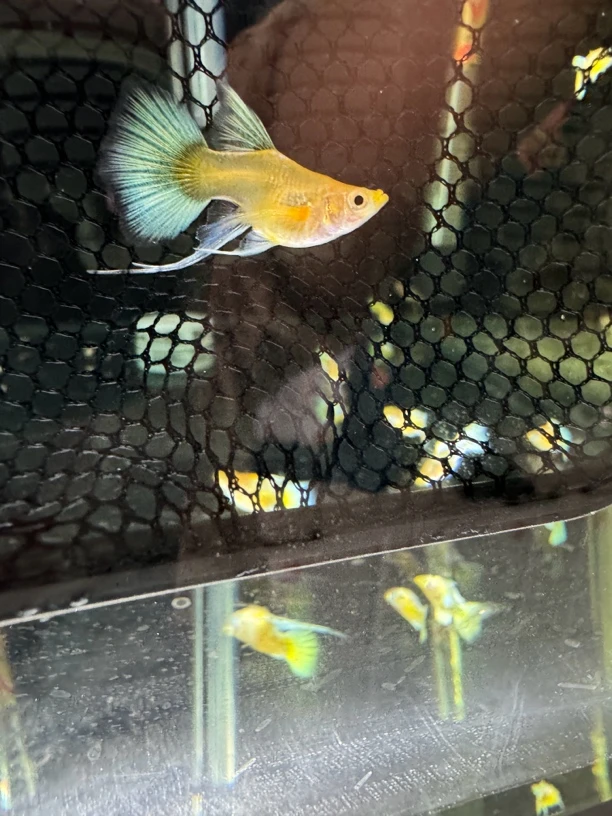 黄金球大C孔雀鱼（入缸不赔拍完整开箱视频报损，无视频无售后）