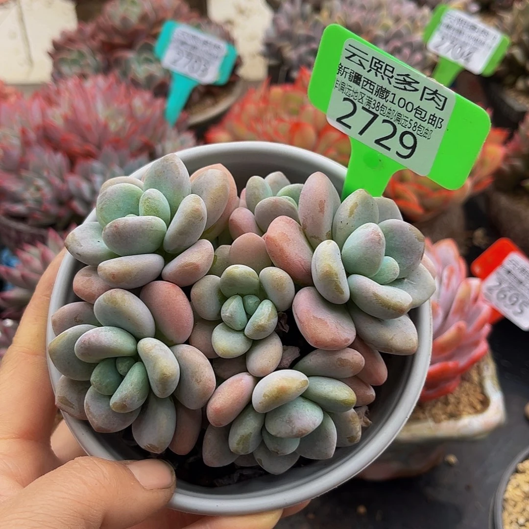 2739红洛神多肉植物