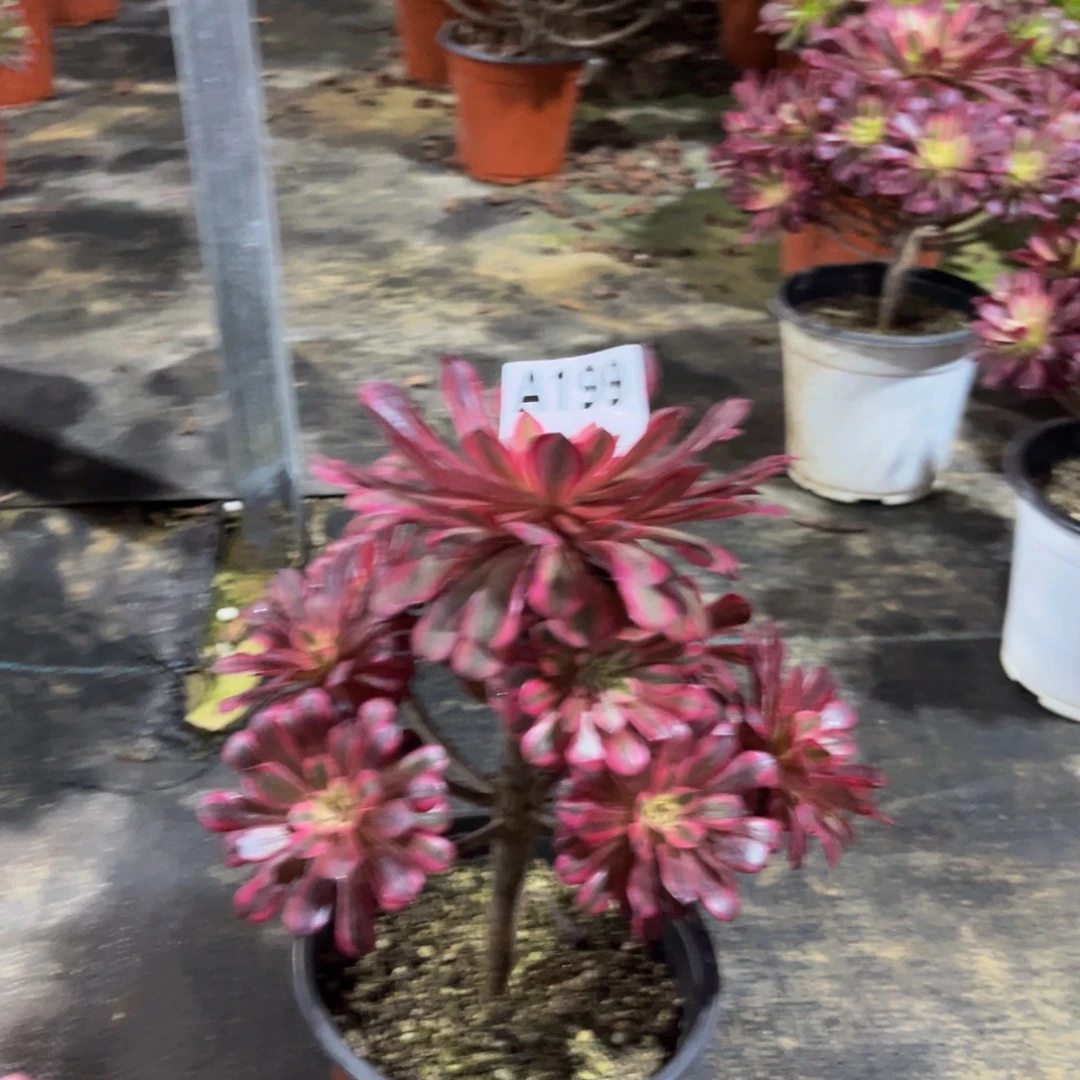 李***子多肉植物黑铜白199多肉
