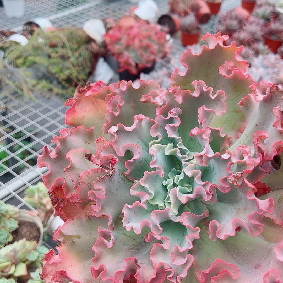 高莎之翁特大包菜