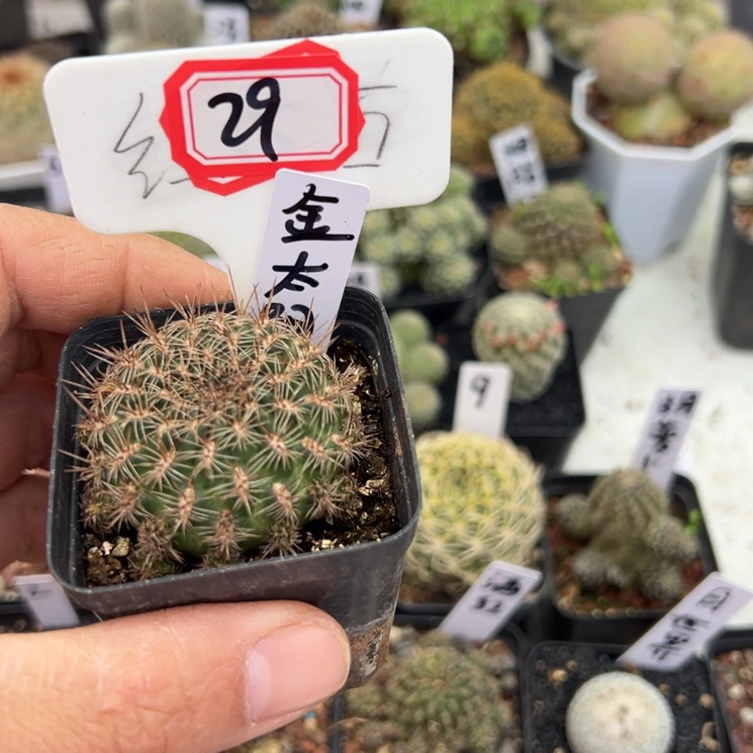 用***929往事多肉园仙人球开花