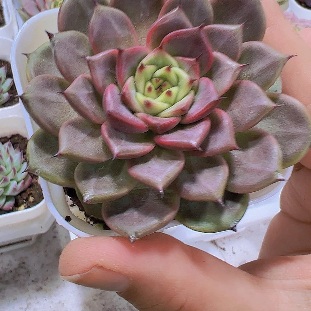 神笛9.9包邮多肉植物