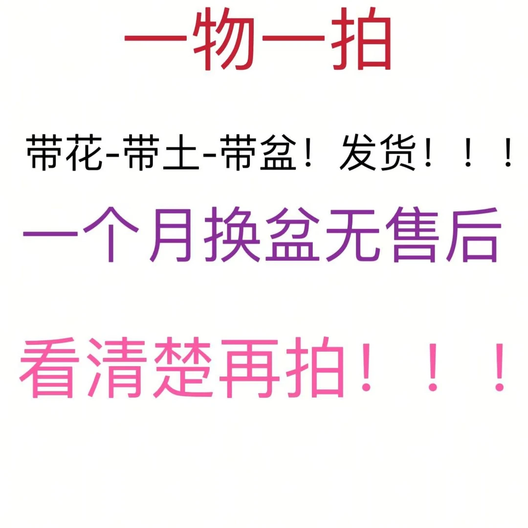 带花带盆三角梅一物一拍一个月内换盆无售后