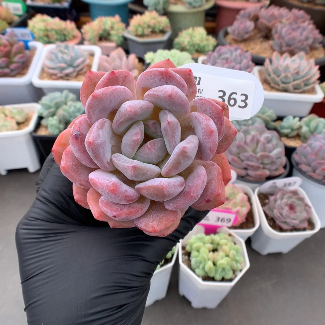 363 包子脸橙梦露多肉