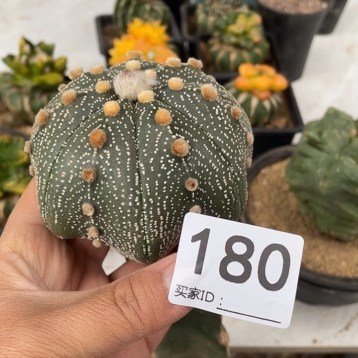 三角嫁接雪花海星豆180号