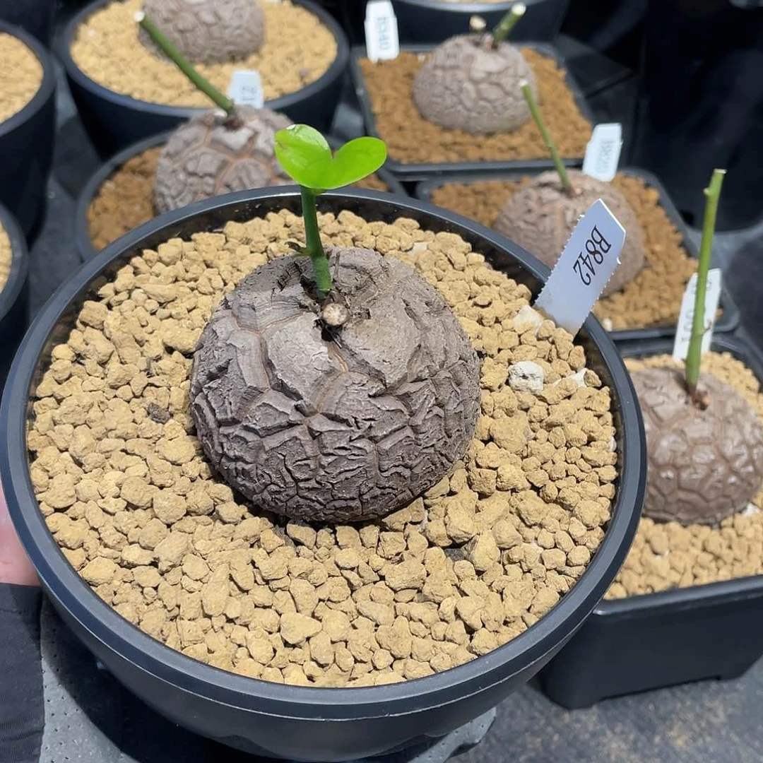 842号龟甲龙6.3公分