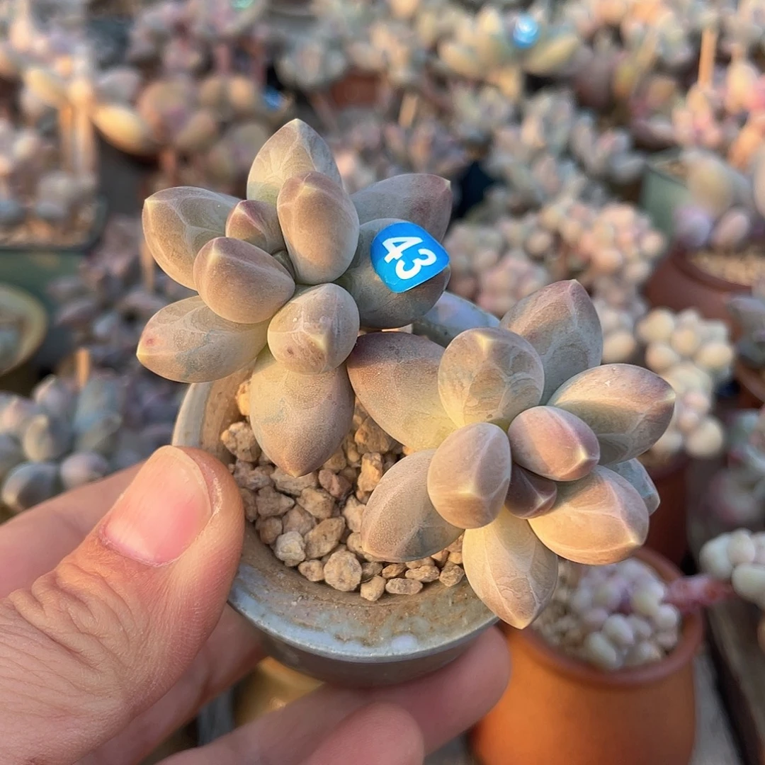 星空美人 带盆发货 4口盆