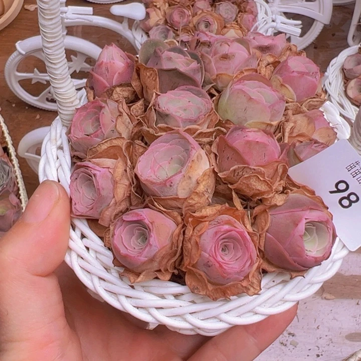山地玫瑰多肉植物山地98