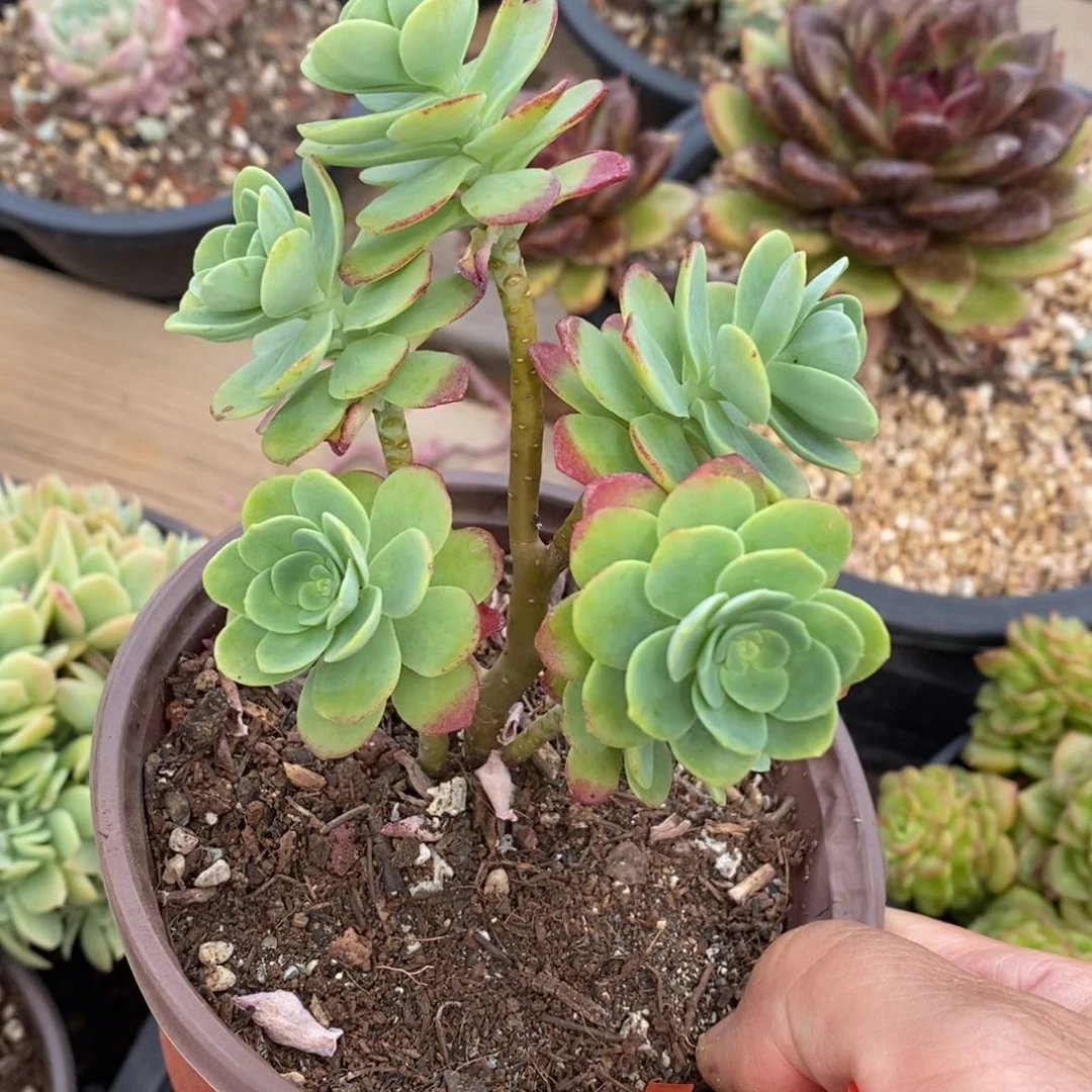 精品多肉一物一拍不包整2