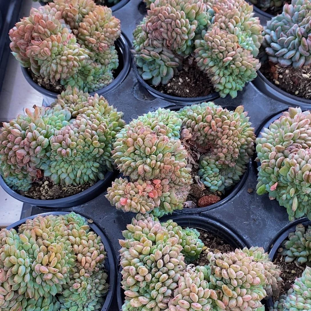 量拍48号 哈尼白胖子缀化一个