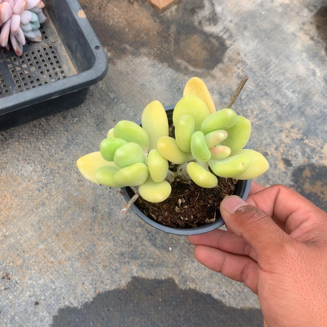 清光绪二十四十二载春秋初