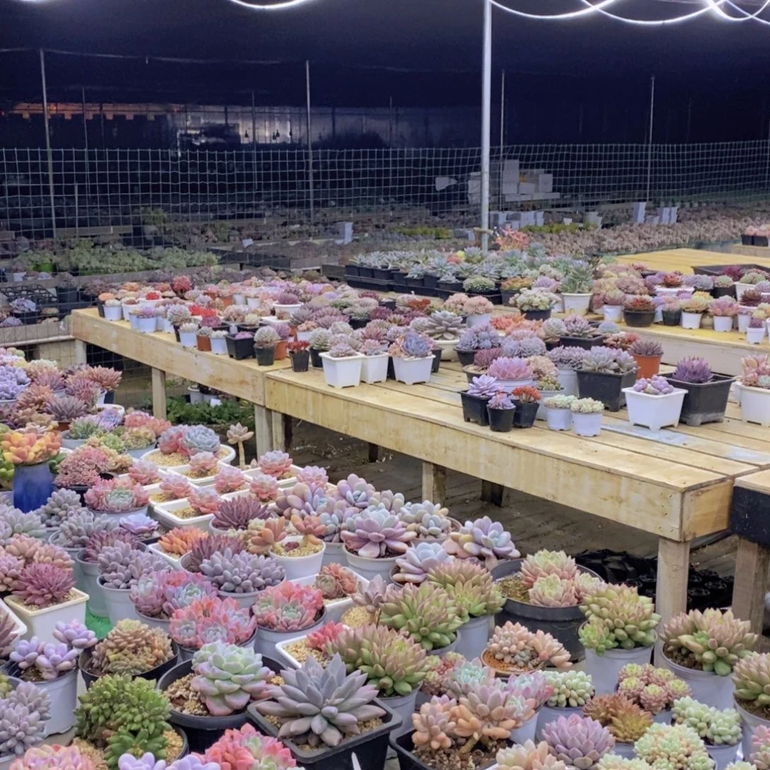 寄养客户，拍，寄养到2026年4.1日