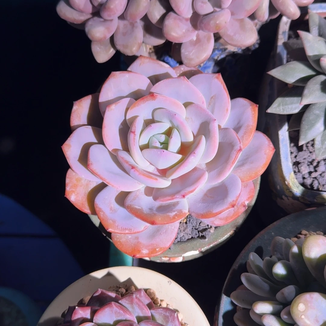 奶茶 单头 一物一拍