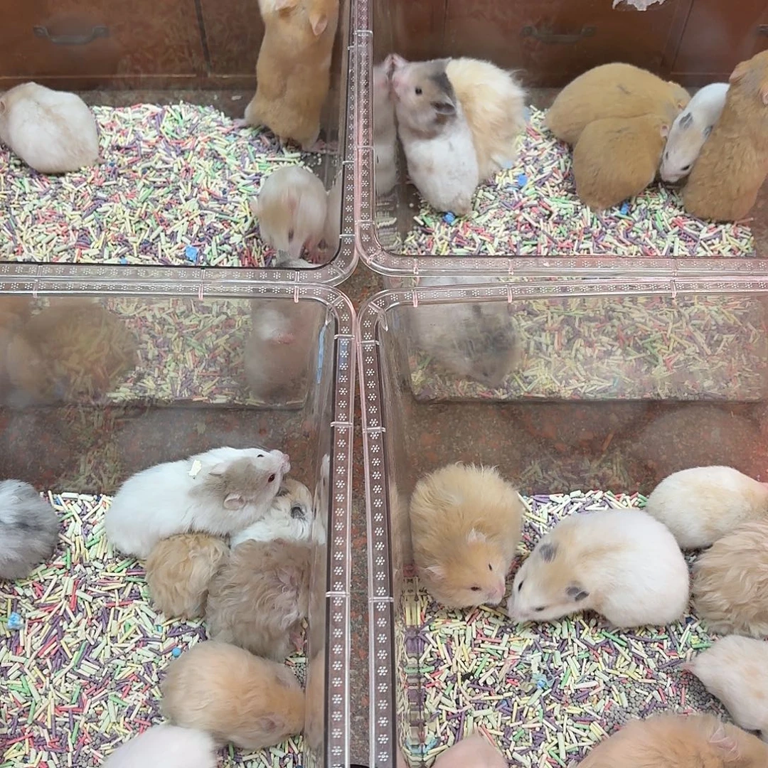 付邮送金丝熊小弱胎没有售后