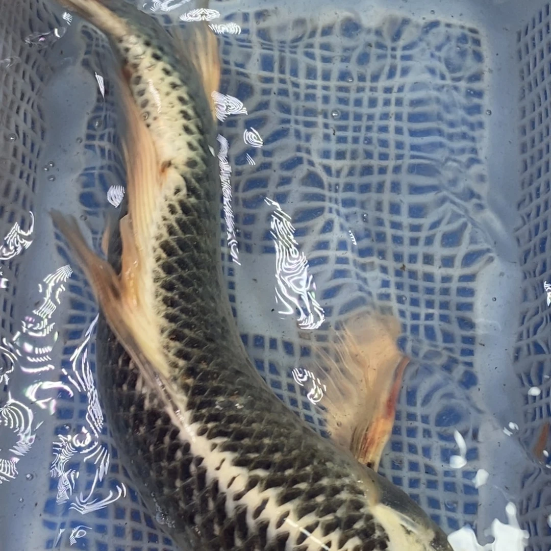 锦鲤冷水锦鲤包邮