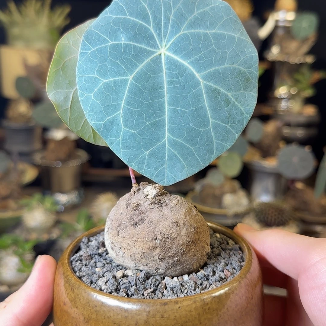 一物一拍老家一叶龟10