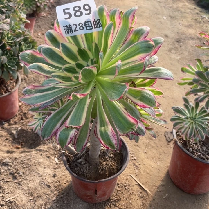 589二号棚v仅仅多肉