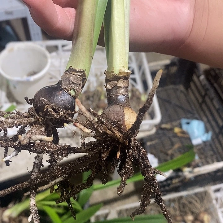 金玉良缘朱顶红2颗两公分以上