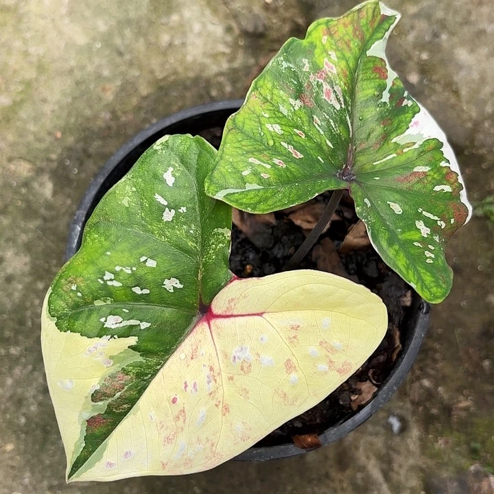 15-1030彩叶芋广东现货