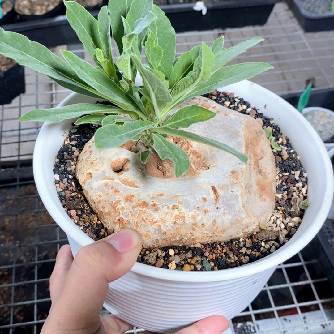 龙卵窟多肉植物一个