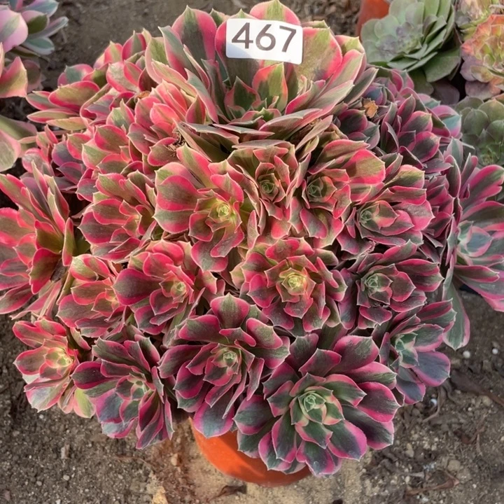 无花朵467多肉植物粉女郎