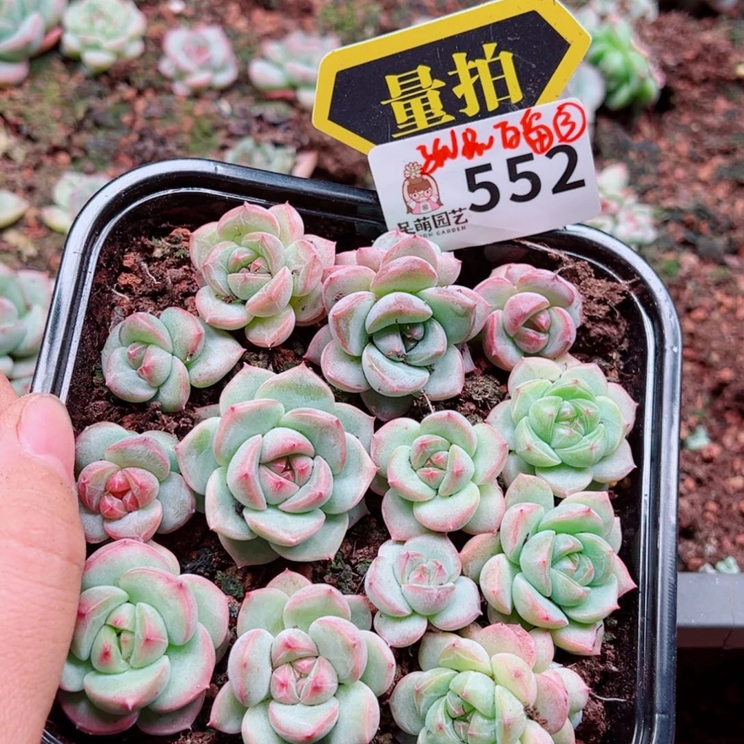 多肉植物多肉植物