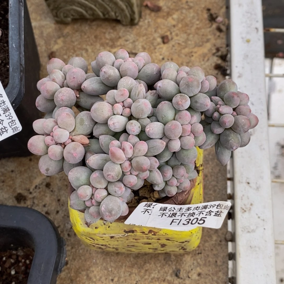 香水手指305/10c m