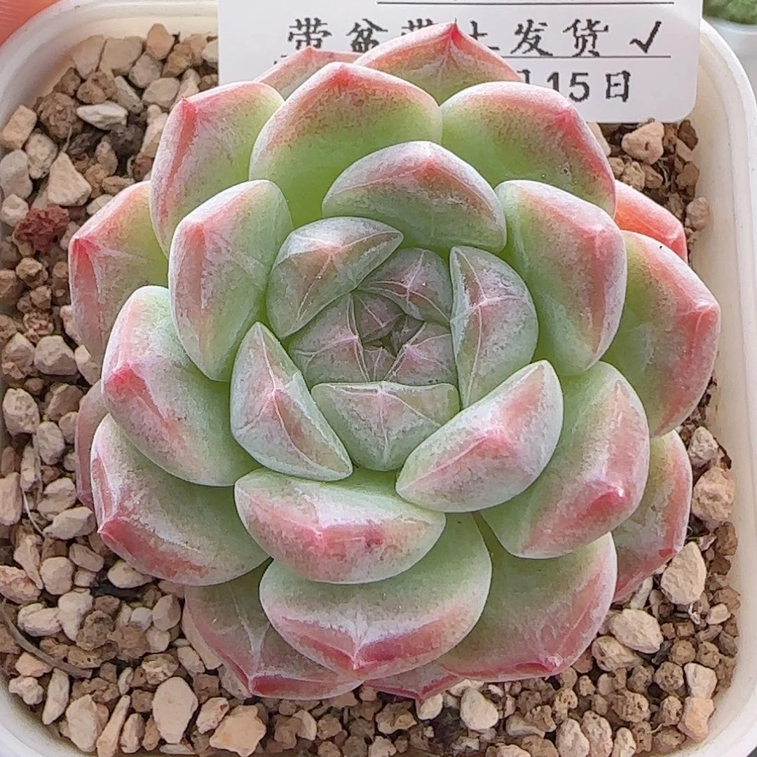 多肉0815-49糖心糖心