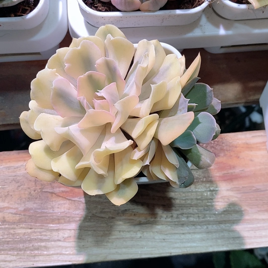 利比里亚锦多肉植物老桩