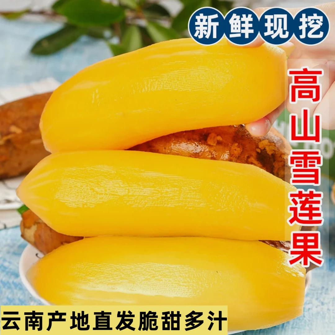 【低糖】云南正宗天山雪莲果新鲜应季水果脆甜多汁现挖产地包邮